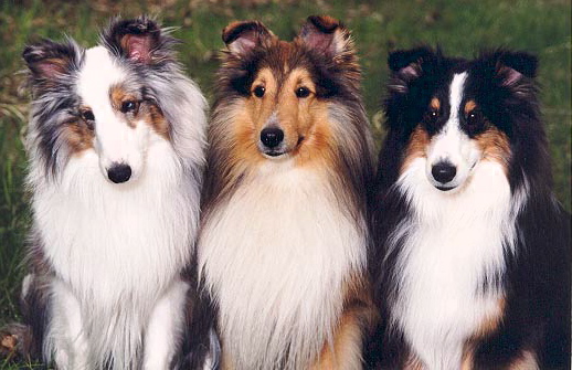 Black Sheltie Puppy