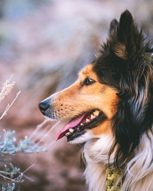 Upcoming Sheltie Events