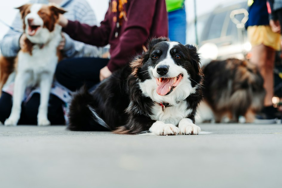 Understanding Shetland Sheepdogs